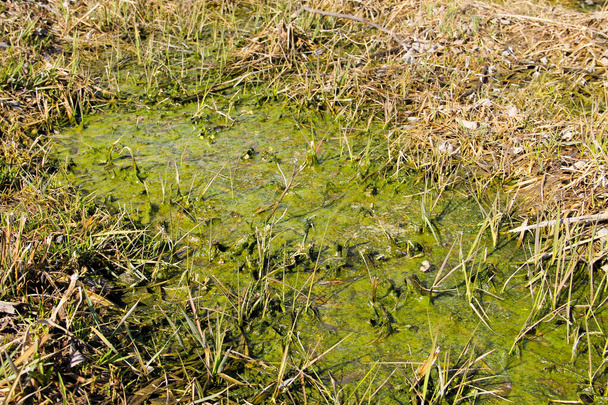 Болота с водорослями в стоячей воде - Фото, изображение