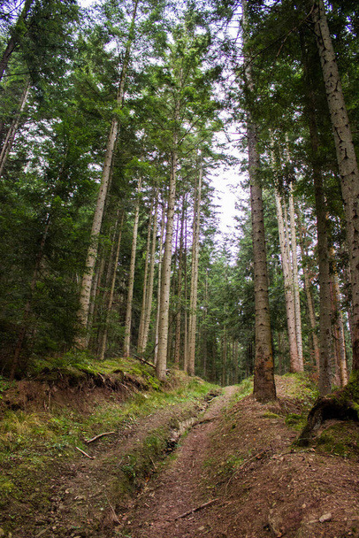 Un camino de tierra a través del viejo bosque de montaña - Foto, imagen