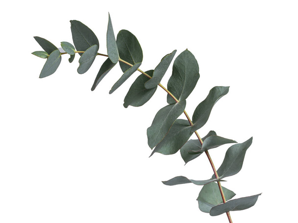 Detailed Grey green or glaucous leaves on a branch of the Eucalyptus tree, seen from the side. Isolated on a white background. - Fotografie, Obrázek