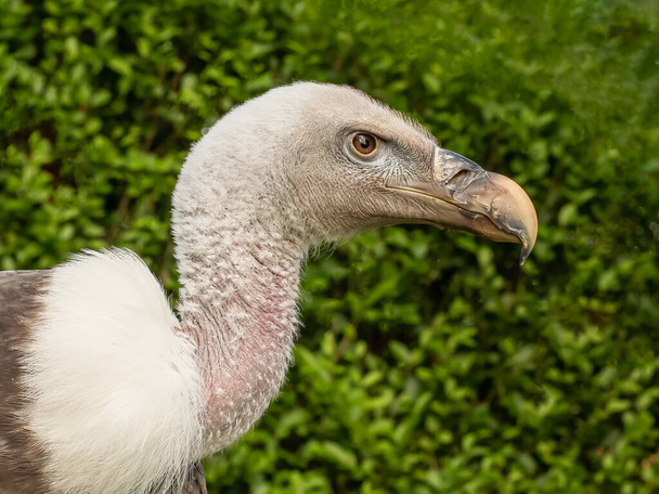 Close up of a Young adult  Ruppell's griffon vulture (Gyps rueppelli), head facing right, showing one eye, with a green background of leaves. - Fotó, kép