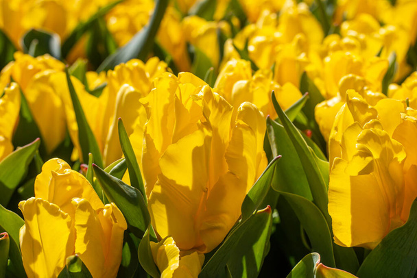 Primer plano de un campo de tulipanes amarillos con hojas de tallo verde - Foto, Imagen