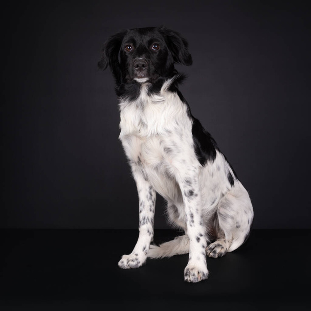 Adorable Frisian Stabyhoun Puppy sitting, looking intense towards camera. Isolated on a black background. - 写真・画像
