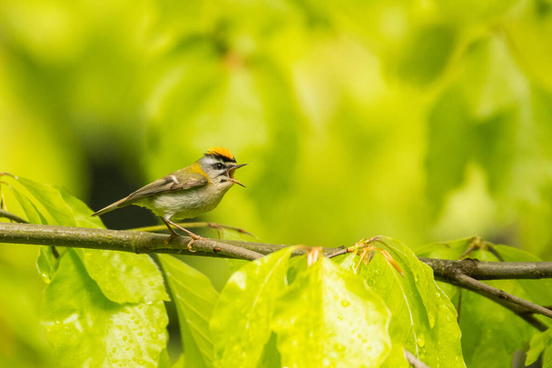 Beautiful, colorful bird singing from a branch against a green forest background. Common firecrest (Regulus ignicapilla). Bieszczady. Poland - Φωτογραφία, εικόνα