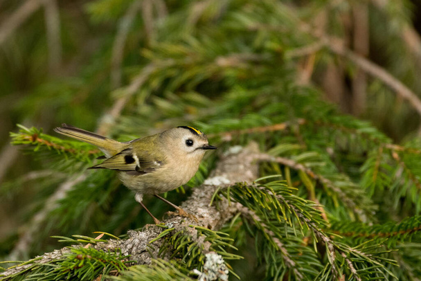 Goldcrest (Regulus regulus). A beautiful little bird on a green forest background. A beautiful little bird on a green forest background. - Фото, зображення