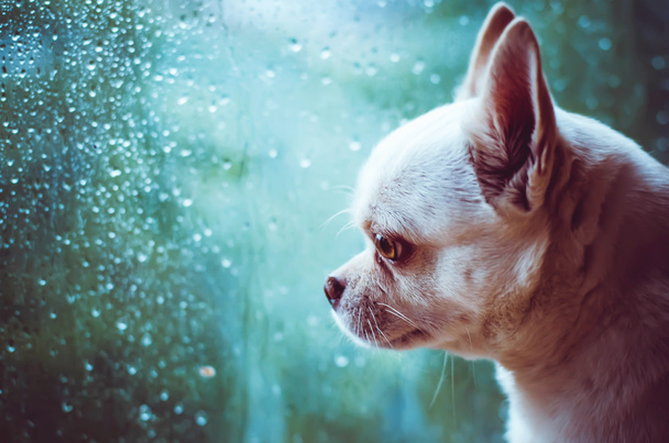 Chihuahua triste perro en la ventana
 - Foto, Imagen