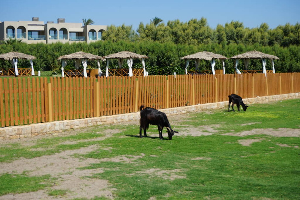 Wild goats descended from the mountains to the resort area. The wild goat or common ibex, Capra aegagrus, is a wild goat species. It has been listed as near threatened on the IUCN Red List. Kolimpia, Rhodes, Greece  - Zdjęcie, obraz