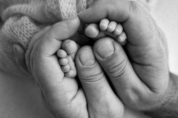 The palms of the father, the mother are holding the foot of the newborn baby. Feet of the newborn on the palms of the parents. Studio photography of a childs toes, heels and feet. Black white. - Foto, Imagem