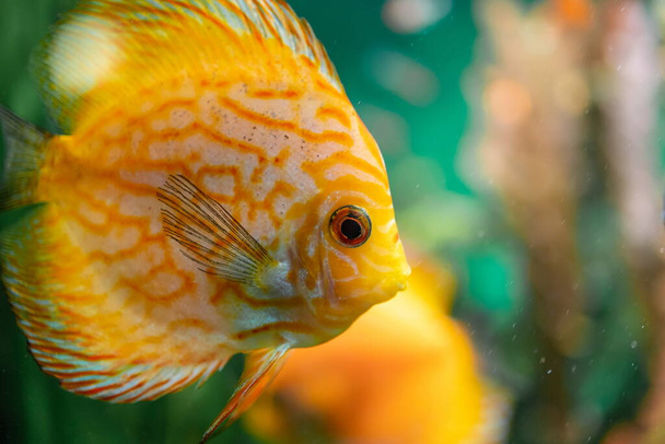Discus fish under the water - Photo, Image