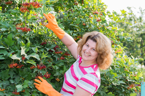 Woman in the autumn harvests viburnum - Foto, imagen