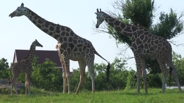 Handheld shot of bonding moment with two adult giraffes and a baby giraffe  - Footage, Video