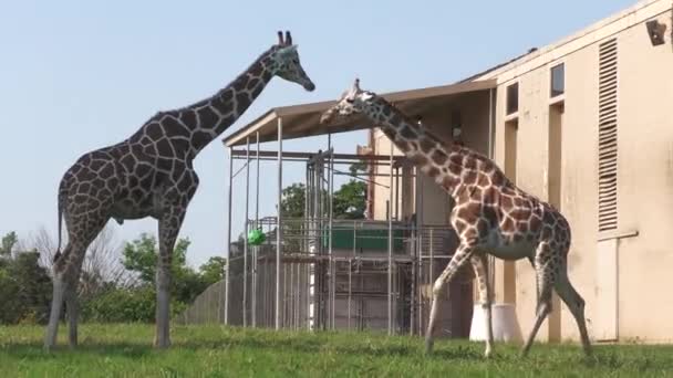 Kaksi aikuista kirahvia kävelee rakennuksen ulkopuolella   - Materiaali, video