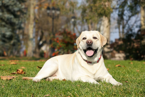 Yellow Labrador lying on green grass in park - Φωτογραφία, εικόνα