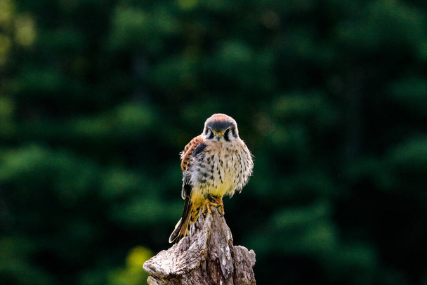 Photo statique de crécerelle d'Amérique, nom latin Falco sparverius. C'est le plus petit faucon d'Amérique du Nord.. - Photo, image