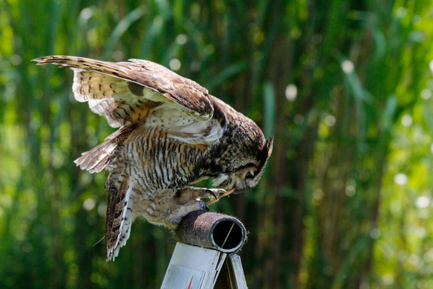 Wildlief photo of Great Horned owl - Zdjęcie, obraz