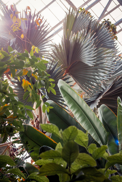 Foliage in the tropical greenhouse on a sunny summer day - Фото, зображення