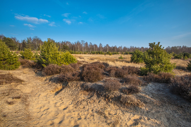 Heather και άμμο στην περιοχή Veluwe - Φωτογραφία, εικόνα