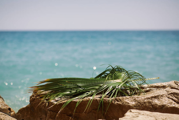 Rocky Beach with Palm Leaf Vacation Background - Φωτογραφία, εικόνα