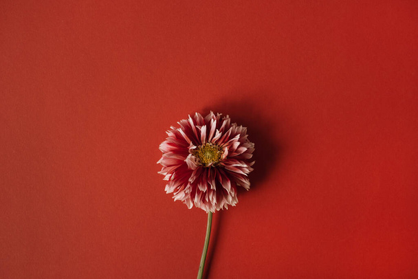 Elegant red dahlia flower on red background - Zdjęcie, obraz