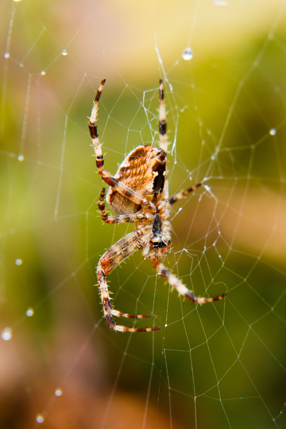 Örümcek - Fotoğraf, Görsel