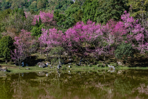 Ανθός κερασιάς στη Βόρεια Ταϊλάνδη, το άγριο κεράσι Ιμαλαΐων Sakura Thai σε πλήρη άνθιση στο Thai Orchid Βρεφοκομείο στην επαρχία Chiang Mai, φανταστικά μέρη για να δείτε άνθη κερασιάς στην Ταϊλάνδη. - Φωτογραφία, εικόνα