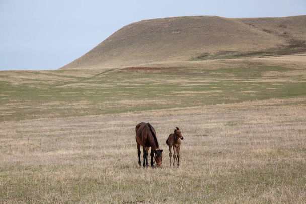 Horses with a foal walk the hills in the meadow on a warm spring day. Natural background. Plenty of free space for inserts. - Φωτογραφία, εικόνα