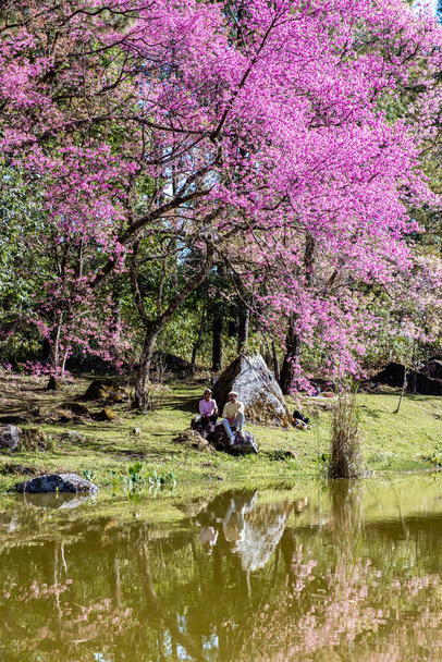 Ανθός κερασιάς στη Βόρεια Ταϊλάνδη, το άγριο κεράσι Ιμαλαΐων Sakura Thai σε πλήρη άνθιση στο Thai Orchid Βρεφοκομείο στην επαρχία Chiang Mai, φανταστικά μέρη για να δείτε άνθη κερασιάς στην Ταϊλάνδη. - Φωτογραφία, εικόνα