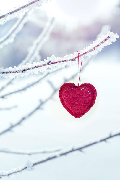 red heart hanging in winter on a snowy tree branch, love heart concept, valentine's day card - Foto, Imagen