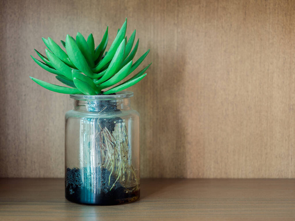 Green succulent plant in a glass pot on wooden shelf with copy space. Succulent plant root in a glass container. - Fotografie, Obrázek