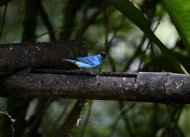 small Galapagos bird on a branch in natural conditions - Foto, imagen