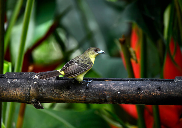 kleine Galapagos vogel op een tak in natuurlijke omstandigheden - Foto, afbeelding