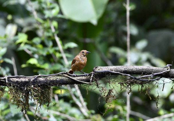 kleine Galapagos vogel op een tak in natuurlijke omstandigheden - Foto, afbeelding