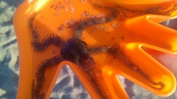 Brown starfish encontra-se no molde de areia laranja - Foto, Imagem