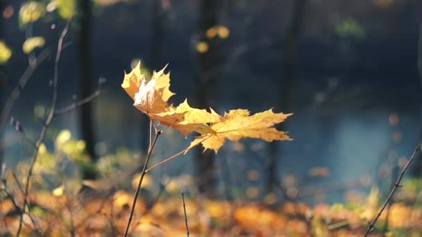 Feuilles d'érable d'automne - Séquence, vidéo