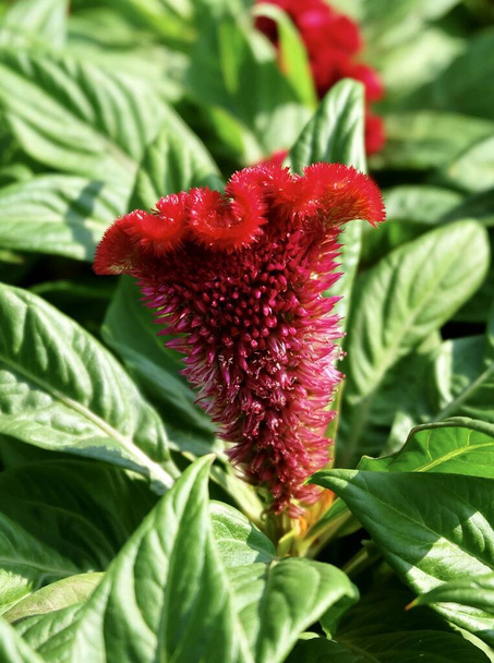 Gyönyörű piros Cockscomb, Woolflowers vagy Celosia Cristata Flowers. A virág hasonlít a kakas fejére.. - Fotó, kép