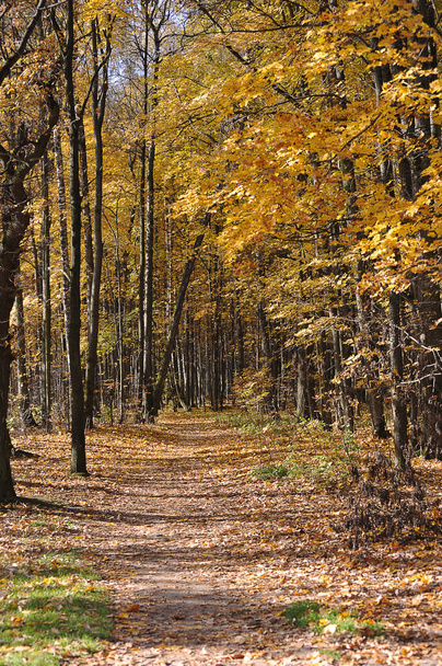 calm autumn park with fallen leaves on path way - autumn landscape - Foto, afbeelding