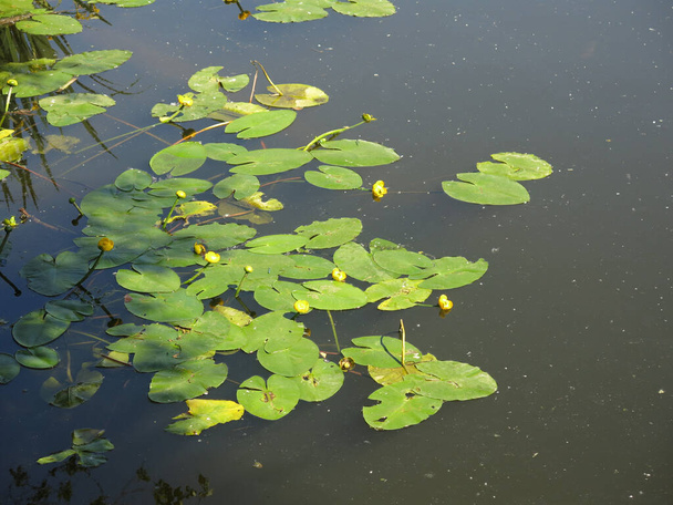water lilies swim in summer in a rural pond - Fotografie, Obrázek