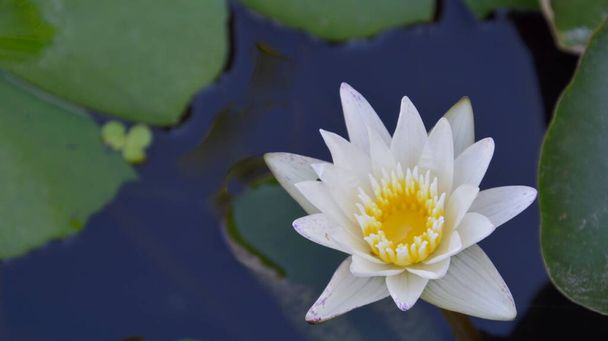 White lotus with yellow stamens blooming above the water, bright in the morning light. The concept of landscaping gives a feeling of peace. - Фото, изображение
