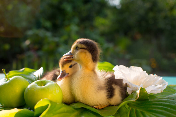 A couple of cute ducklings are sitting on a table on hosta leaves in the sun against the backdrop of a huge white mallow flower and two green apples.  - Photo, Image