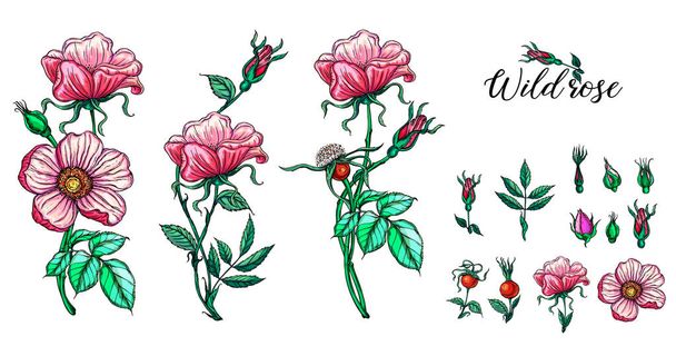 A set of vector flower compositions. Rose. Pink. - Vector, Image
