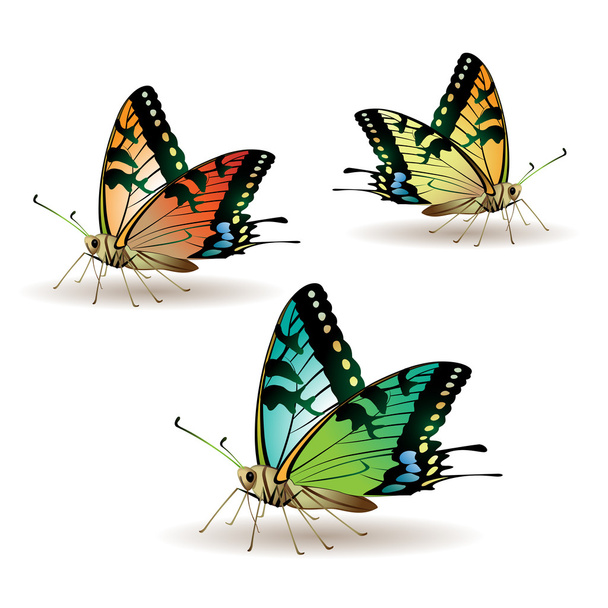Butterfly collection - Vector, afbeelding