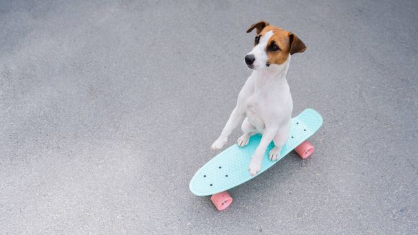 Il cane cavalca un penny board all'aperto. Vista superiore di un terrier di russell di cric su uno skateboard - Foto, immagini