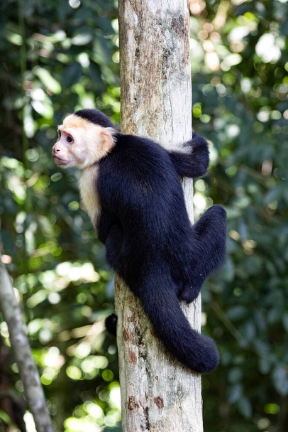 Panamanian white-faced capuchin Cebus imitator, Manuel Antonio, Costa Rica - Фото, зображення