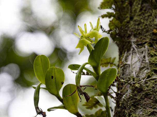 Tiny tropical orchid flowers, Costa Rica - Zdjęcie, obraz