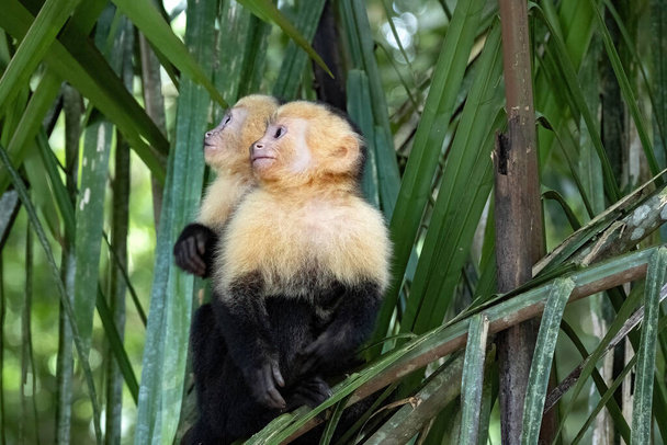 Panamanian white-faced capuchin Cebus imitator, in Manuel Antonio park very tame, Costa Rica - Фото, зображення