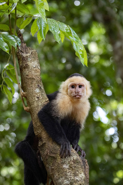 Panamanian white-faced capuchin Cebus imitator, in Manuel Antonio park very tame, Costa Rica - Фото, зображення
