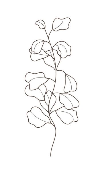 Eucalyptus branch vector in line style. Bohemian eucalyptus leaves, plant on isolated background. Minimal, simple botany, floral, organic icon. - Vektör, Görsel