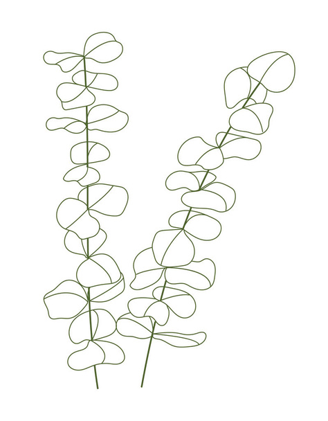 Eucalyptus branch vector in line style. Bohemian eucalyptus leaves, plant on isolated background. Minimal, simple botany, floral, organic icon. - Vektör, Görsel