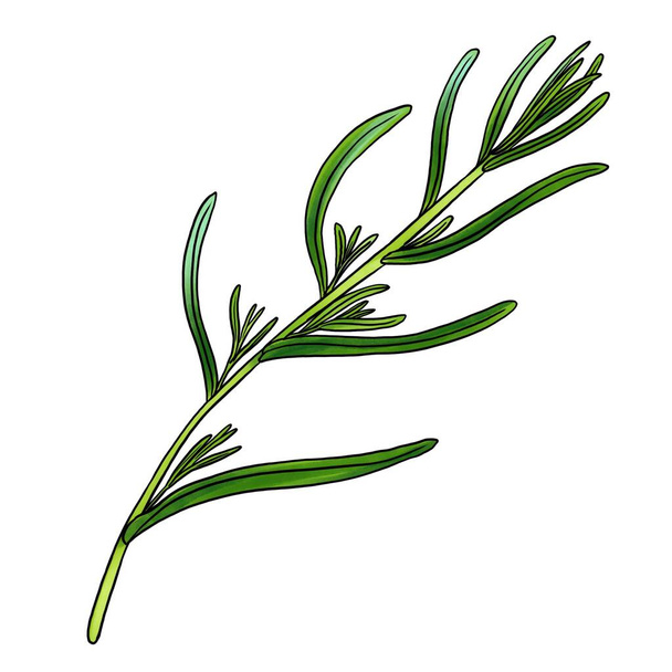 drawing plant of tarragon isolated at white background - Foto, Imagem
