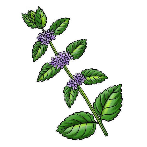 drawing plant of peppermint - Zdjęcie, obraz