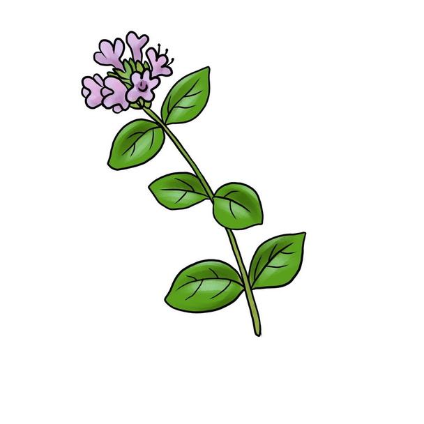 drawing plant of marjoram isolated at white background - Foto, Imagen